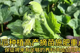 南瓜苗想要结6、7个南瓜，摘枝和施肥很重要，大家一起来看看呗视频封面