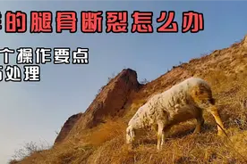 羊的腿骨断裂怎么办？养羊户就地取材，4个操作要点巧处理视频封面