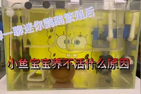 迷你鹦鹉鱼繁殖后应该注意哪些事情视频封面