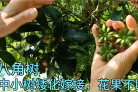 八角树中小树矮化嫁接，嫁接十年，花果不断，容易采摘。视频封面