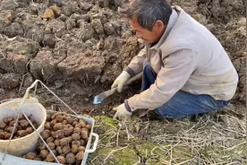 农村新型种植行业，2亩农田产值2.6万元，年轻人情愿打工也不做视频封面