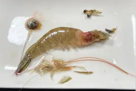 虾头里是“屎”还是“黄”能吃吗？很多人都搞不明白，看完涨知识