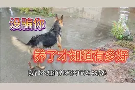 要不是养狗我都不知道 其实养狗还有这些好处 想养狗的好好收藏