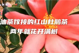 油茶嫁接的红山杜鹃茶，两年就花开满树视频封面