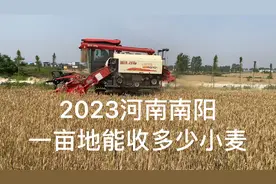 河南南阳沙岗地小麦开始收割了，一亩地能收多少斤小麦，一起看看视频封面