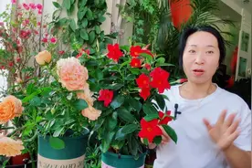 这些花是醋坛子，一个月给它给点这种酸水，生长旺盛不黄叶！视频封面