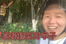 趁着红叶李子还没罢市，赶紧摘一筐回来，听说泡酒是个好东西视频封面
