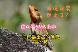 海南最出名的神兽雷公马视频封面