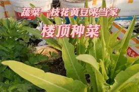 楼顶种菜，4元一斤的黄豆做肥料环保又高效，简单一处理直接种菜视频封面