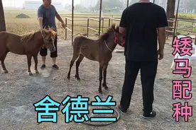 母矮马配种成功两千块钱贵吗？几百里地拉着母矮马来配种！视频封面