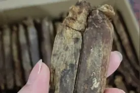 应粉丝要求，给大家说道说道高丽参的功效，希望平台审核能过吧视频封面