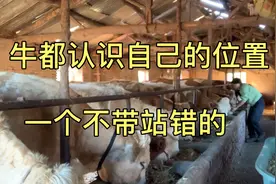 牛都认识自己吃草的位置，每天吃草一个都站不错，谁挨着谁。视频封面