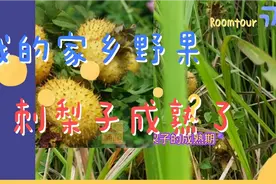 四川农村的野果子—刺梨子视频封面