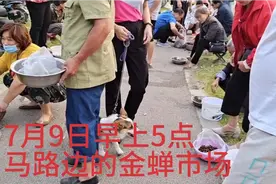 徐州丰县这里还有个金蝉市场，7月9日早上5点人还不少， 价格咋样视频封面