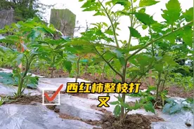 给西红柿整枝打叉，时间方法用对产量翻倍，西红柿能压弯枝头视频封面
