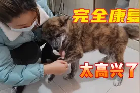 虎斑秋田细小第7天，终于开始进食了，挺过来真不容易视频封面