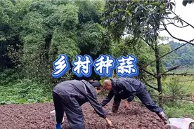 这样种植蒜，出芽率高发芽又快视频封面