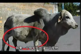 泰国的母牛居然生下人形怪物？！视频封面