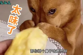 狗：我宁愿去厕所吃热乎的，也不吃榴莲视频封面