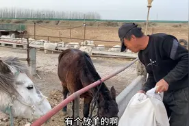 内蒙农民3匹马走失两个月了！回来第一天看看他找到没？塞翁失马视频封面