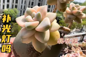 多肉用补光灯吗？聊聊注意事项