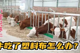 牛吃了塑料布或是塑料袋怎么办？可以用以下几种方法治疗视频封面