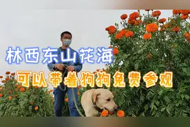 自驾内蒙古不仅有草原，还有大片的花海，这个地方值得来打卡视频封面