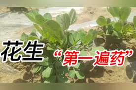 花生出苗后，第一遍药什么时候打，能高产？打啥药，学学