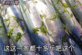 五一刚过鲅鱼狅降，看青岛大集10斤重鲅鱼多钱一斤？太便宜了视频封面