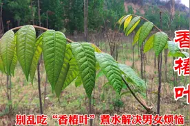 别乱吃“香椿叶”，老香椿叶用水煮一煮，到底有啥价值？视频封面