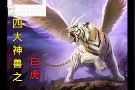 四大神兽之白虎视频封面