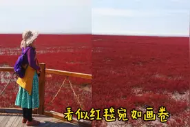 中国十大魅力湿地，辽宁盘锦红海滩风景区。视频封面