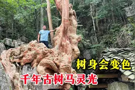 贵州深山一棵千年古树，奇形怪状盘踞在一大石头上，真是太神奇了视频封面