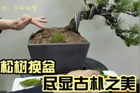 学做盆景 第68期 松树换盆全过程：松树配紫砂盆，尽显古朴之美！视频封面