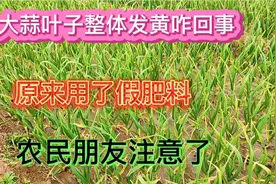 大蒜叶子全部发黄咋回事？原来用了假肥料。农民朋友注意了视频封面