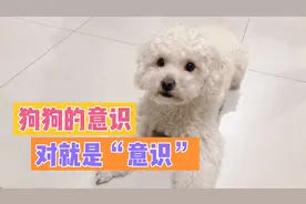 狗狗是否有自己的意识？一个小小小的现象告诉大家…