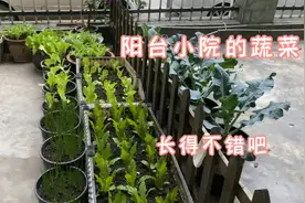 阳台小院又种了几种蔬菜，每天蹭蹭的往上长哦视频封面