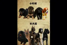 猛犬变装合集：小时候可爱，长大了威武霸气！先当孙子后当爷！视频封面