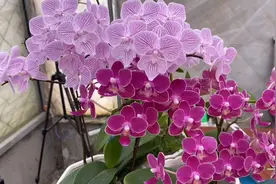 蝴蝶兰花期90天，养的这么好看视频封面