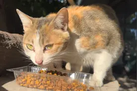 流浪小猫经常打架争地盘，母猫整天担心吃不下饭，气得蹦蹦跳
