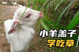 有只母羊发情了，叫声奇怪