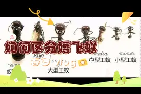 如何培养蚁后：如何区分婚飞蚁