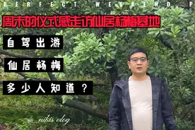 浙江仙居杨梅很多人知道，今天咱们去仙居杨梅园看看杨梅生长情况视频封面