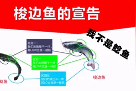 梭边鱼的宣告！视频封面