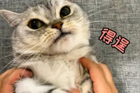 谁家小猫睡觉还勾引人呐？又伸懒腰又哼唧！奶乎乎的..