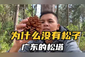 广东的松塔为什么没有松子！是什么原因！