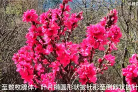 昆明郊野公园第二十一届桃花文化节，枯枝红花，鲜艳夺目。视频封面