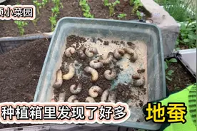 露台上一个种植箱里长了这么多的地蚕！让人头皮发麻！视频封面