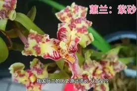 宜兴发掘的一棵蕙兰红奇花，花色艳丽，香味纯正，深受兰家追捧视频封面