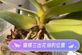 蝴蝶兰出花剑的季节到了，看看花剑出来的位置是哪里！视频封面